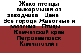 Жако птенцы выкормыши от заводчика › Цена ­ 1 - Все города Животные и растения » Птицы   . Камчатский край,Петропавловск-Камчатский г.